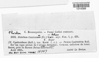 Crocicreas cyathoideum var. cacaliae image